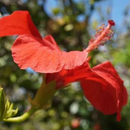 Apartament Artemis House Karpatos